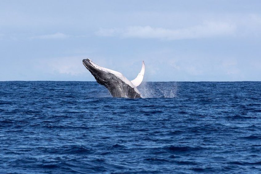 A whale breaching the ocean surface. 5