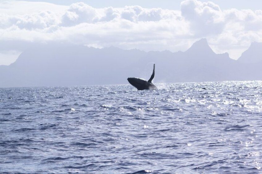 A whale breaching the ocean surface with mountains in the background. 4