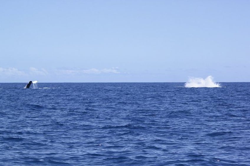 A whale breaching the ocean surface. 5