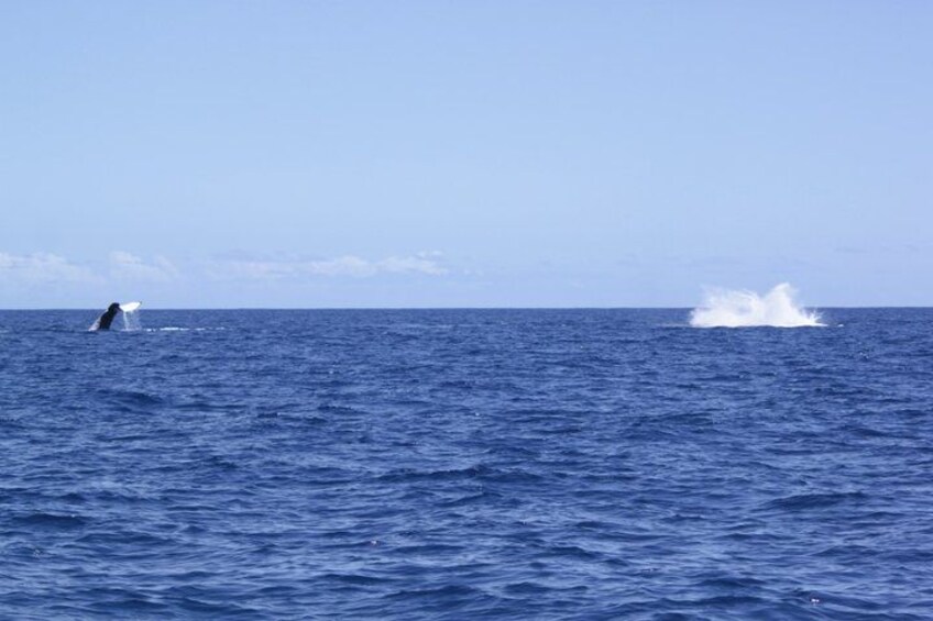 A whale breaching the ocean surface. 5