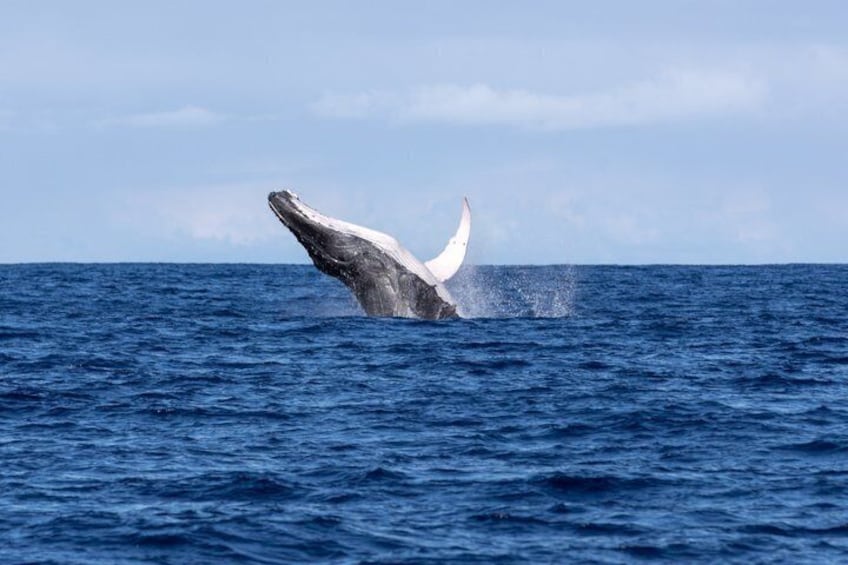 Tahiti whale watching swims with whales 5