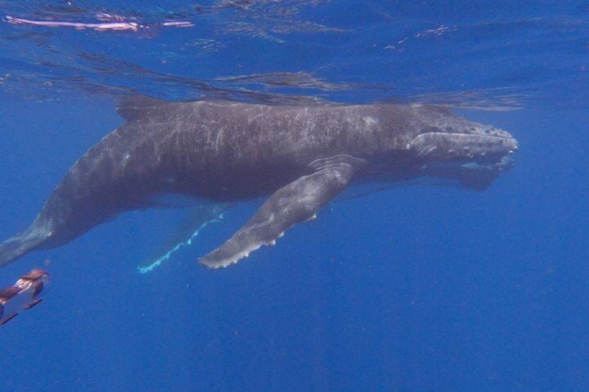 Tahiti whale watching swims with whales 3