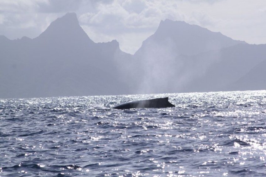 A whale swimming in the ocean with mountains in the background. 3