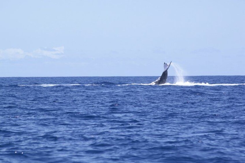 Tahiti whale watching swims with whales 2