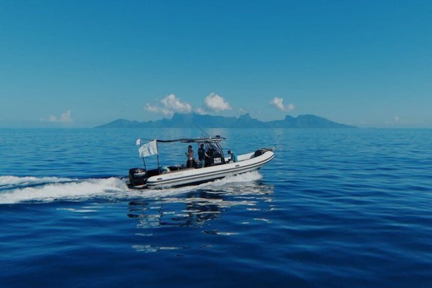 Tahiti whale watching swims with whales 4