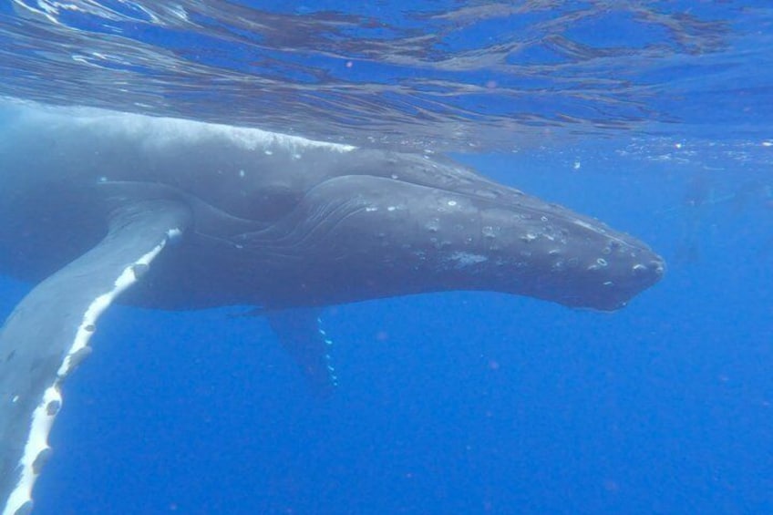 Tahiti whale watching swims with whales 1