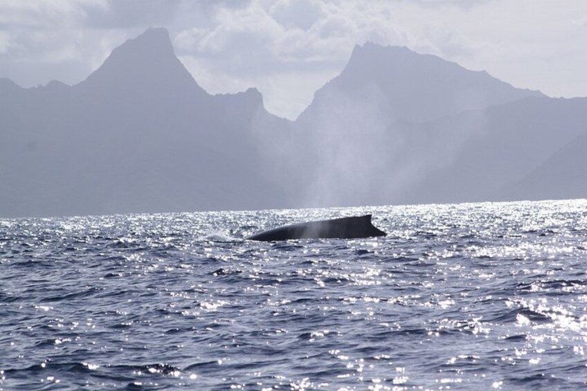 A whale breaching the ocean surface with mountains in the background. 3
