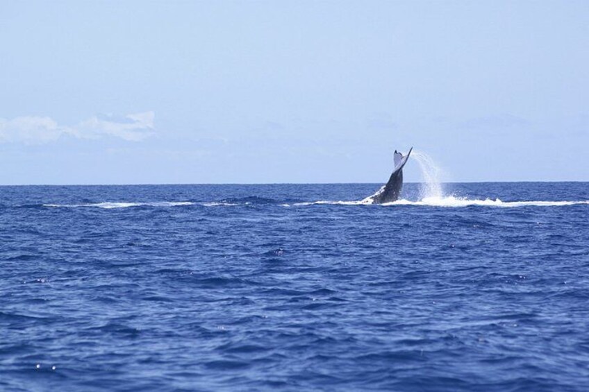 A whale breaching the ocean surface. 2