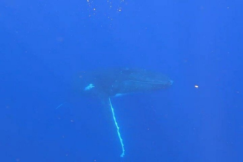 Tahiti whale watching swims with whales 2