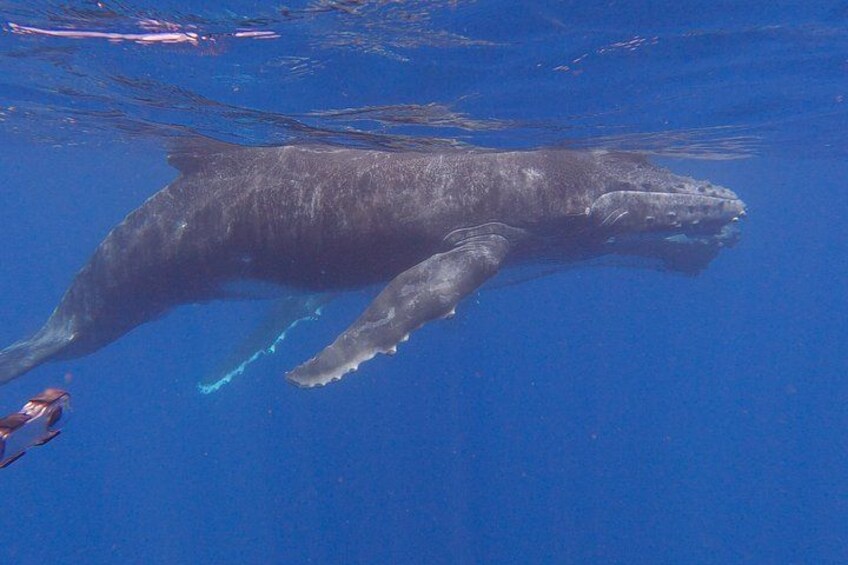Tahiti whale watching swims with whales 3