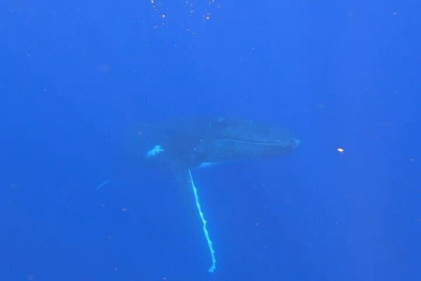 Tahiti whale watching swims with whales 2