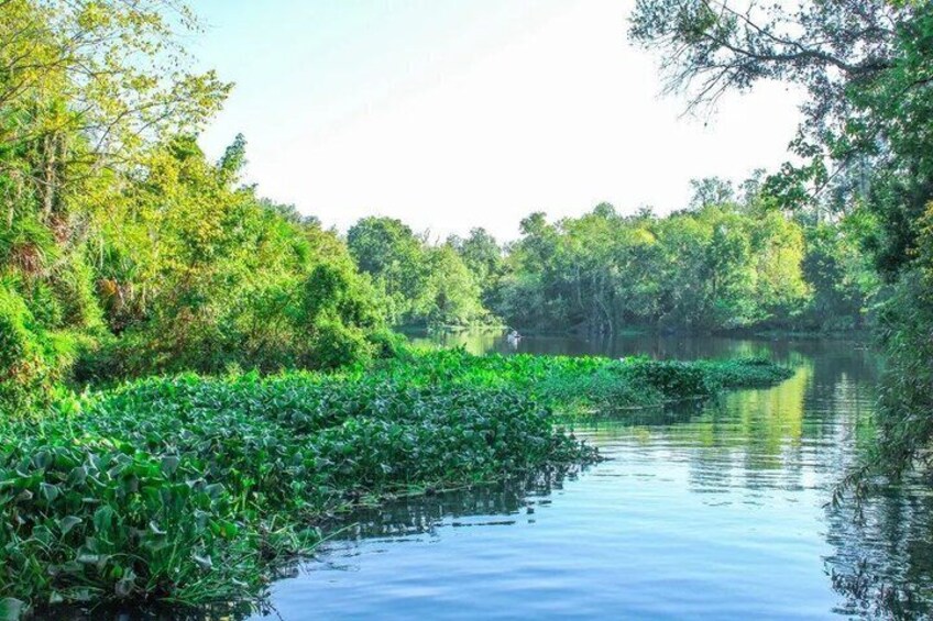 Kayak Adventure Tour Guided at Wekiwa Springs 2