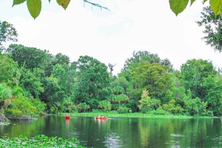Kayak Adventure Tour Guided at Wekiwa Springs 4