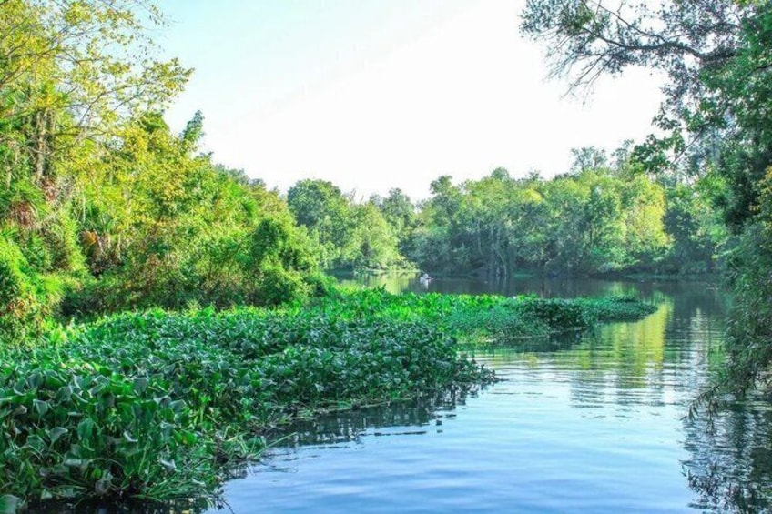 Paddle Board Tour at Wekiwa Springs 1