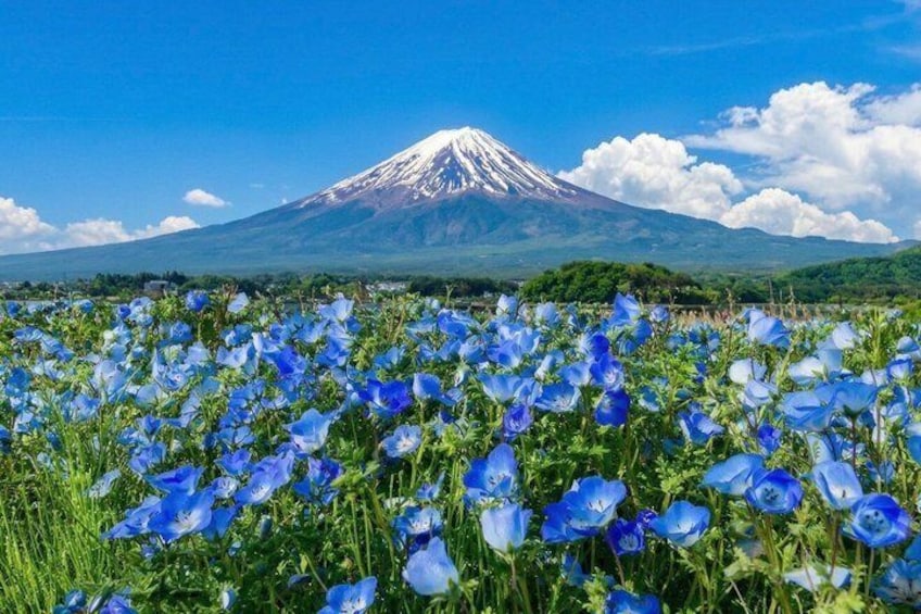 Mount Fuji Private Tour with English Speaking Guide 5