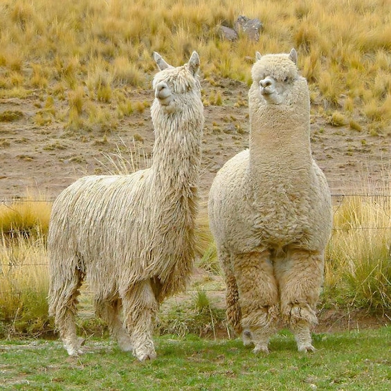 Two alpacas in a grassy field with a fence in the background. 5