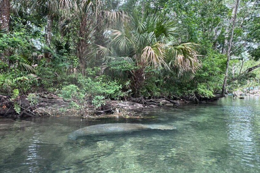 All Inclusive Weeki Wachee Springs Kayak Trip from St Pete 3
