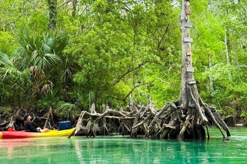 Private All‑Inclusive Weeki Wachee Springs Kayaking and Manatees 3