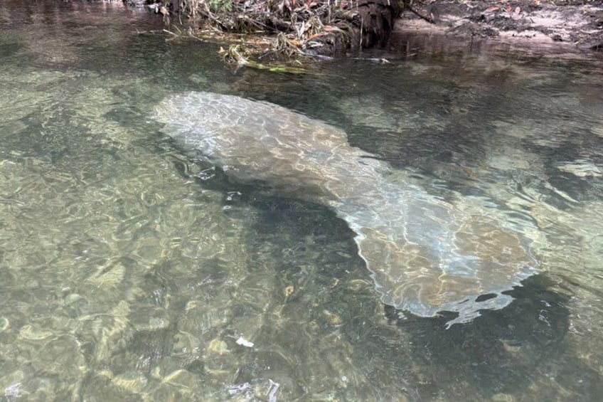 Private All‑Inclusive Weeki Wachee Springs Kayaking and Manatees 5