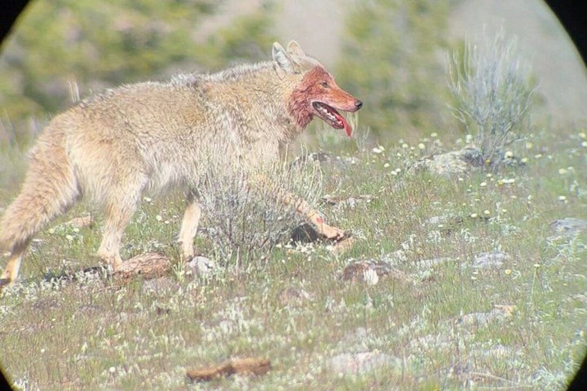 A coyote in a grassy field with sparse vegetation and rocks. 1