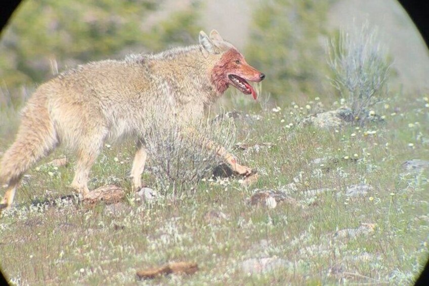 A coyote in a grassy field with sparse vegetation and rocks. 1