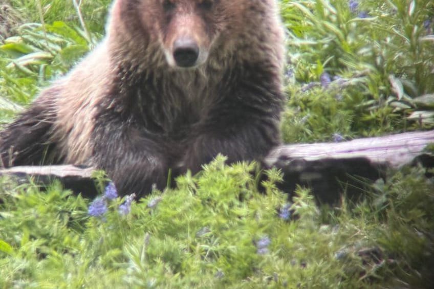 A bear lying on the ground surrounded by green foliage and a fallen tree. 2
