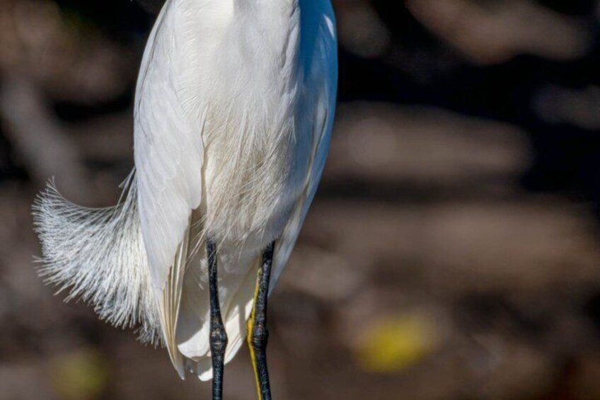 Bird Nerd Paddling Adventure 5