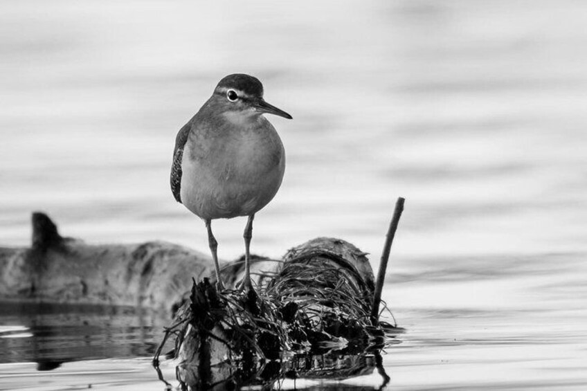 Bird Nerd Paddling Adventure 4