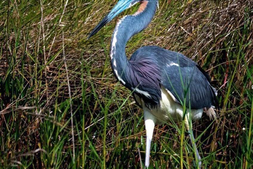 Bird Nerd Paddling Adventure 2