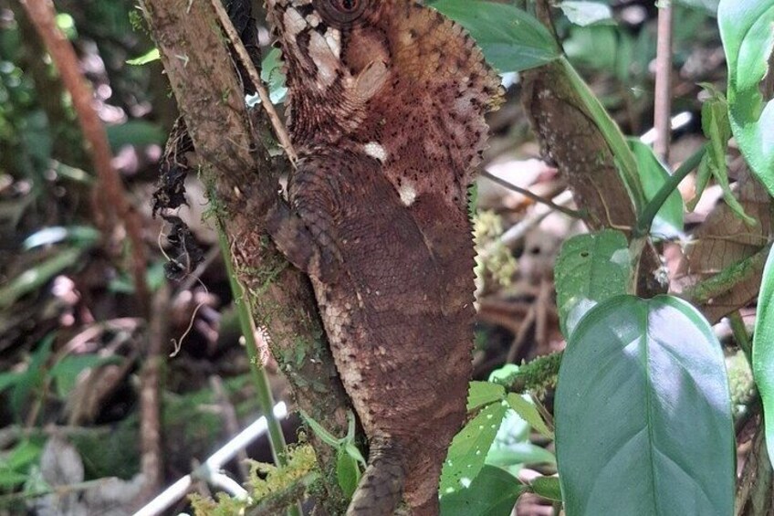 A tree with a rough, textured bark and green leaves. 4