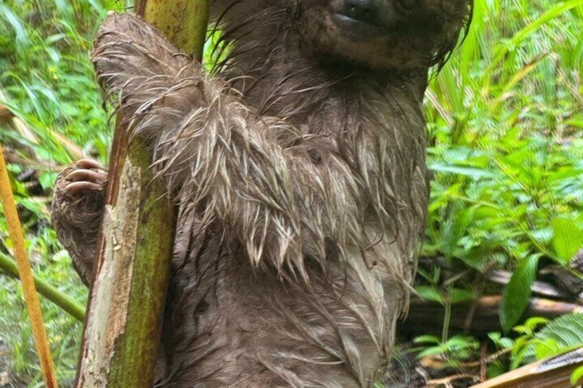 Costa Rica Sloth Chocolate Coffee and Waterfall Experience 1