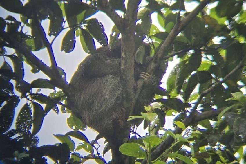 Costa Rica Sloth Chocolate Coffee and Waterfall Experience 5