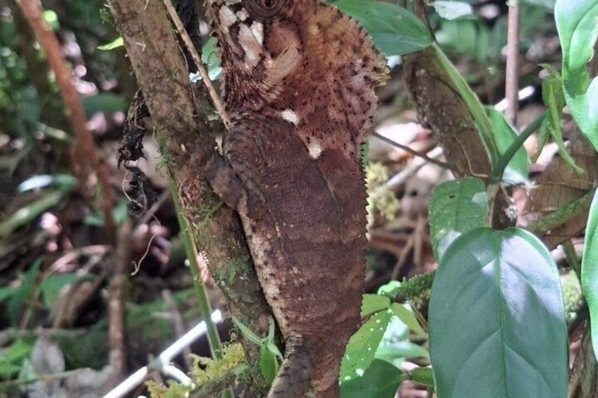 Costa Rica Sloth Chocolate Coffee and Waterfall Experience 4