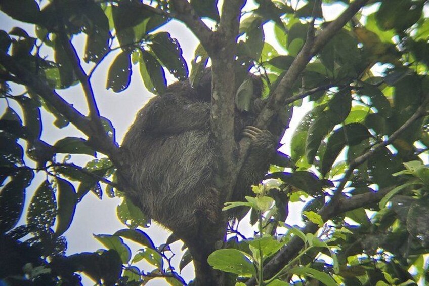 A sloth hanging from a tree branch. 5