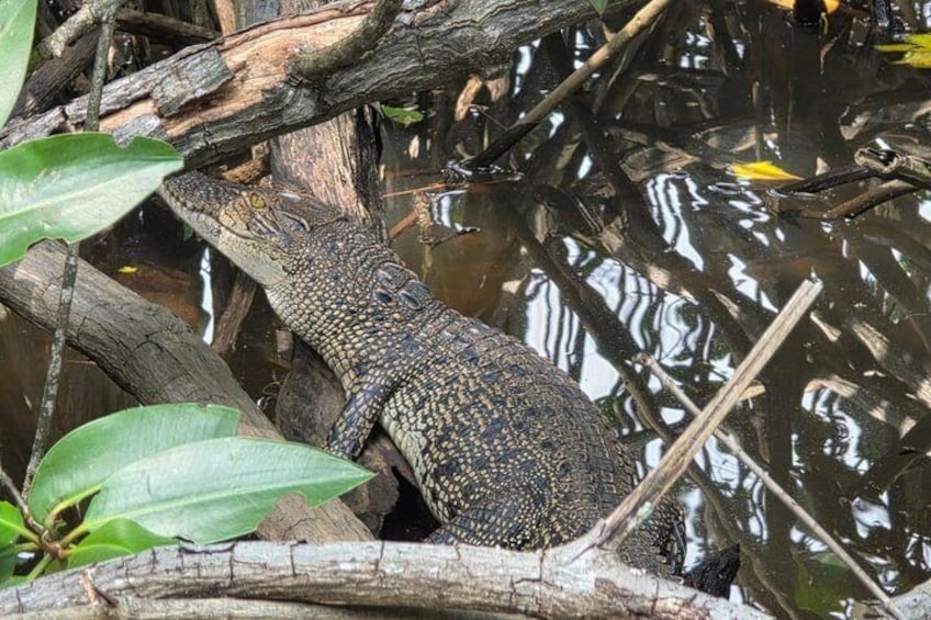 A gecko on a branch over water. 2