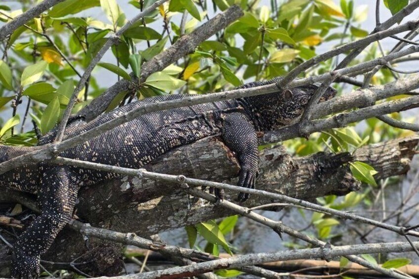 A large lizard on a tree branch in a natural setting. 4