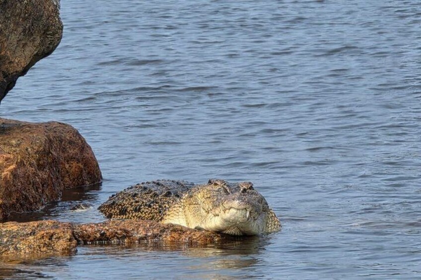 A crocodile resting on a rock in water. 3