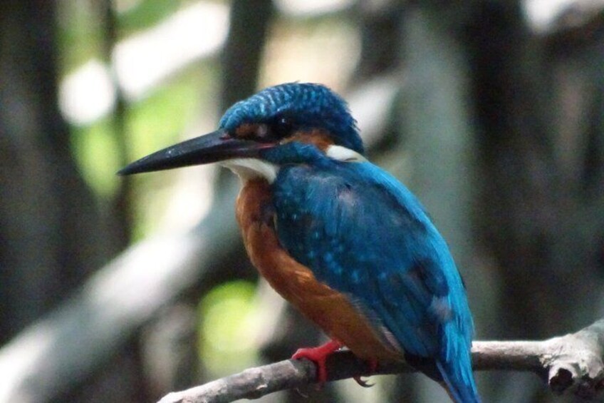 A kingfisher perched on a branch. 5