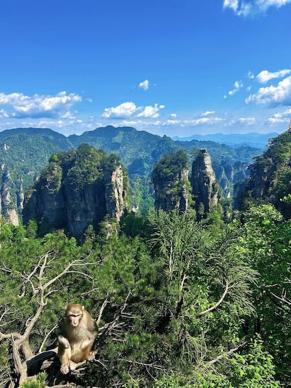 A monkey sitting on a tree branch in a forested mountainous area with tall rock formations in the background. 3
