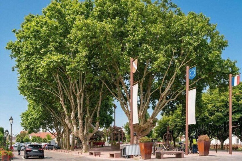 A large tree with multiple flags, a bench, and a lamppost in a sunny outdoor setting. 2