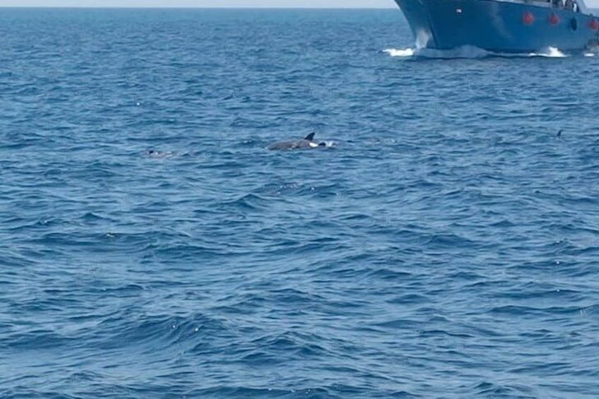 Hurghada Dolphin House Snorkeling Cruise with Lunch 5