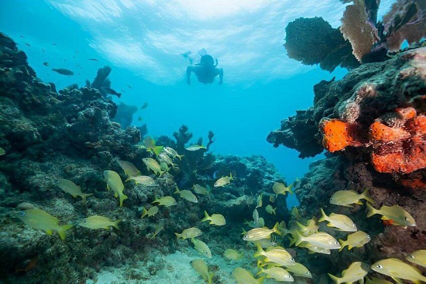 Snorkel the Christ of the Abyss Statue Key Largo Gear Included 2
