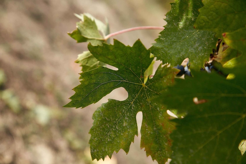 Picture 8 for Activity Ravazzi Winery: Winery Tour and Food Tasting 5