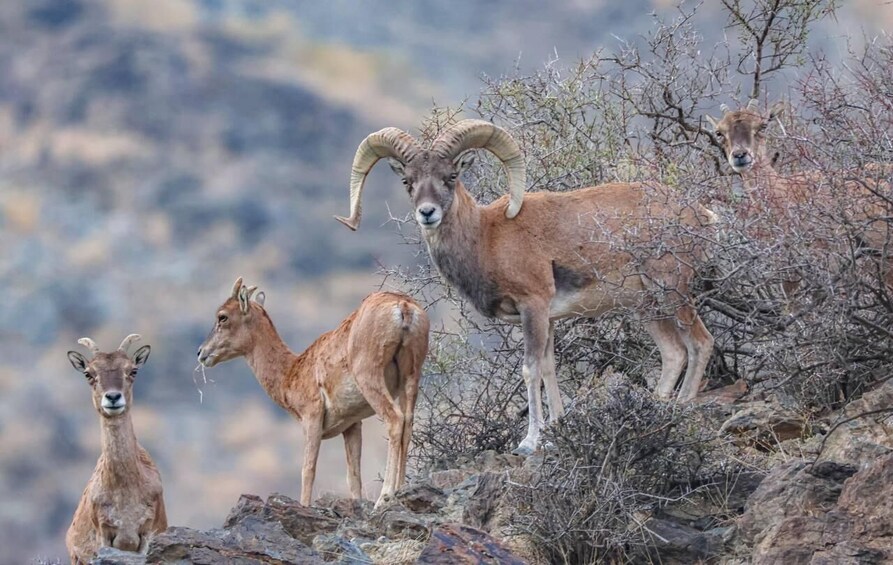 A mountain goat with large curved horns standing on rocky terrain with sparse vegetation. 1
