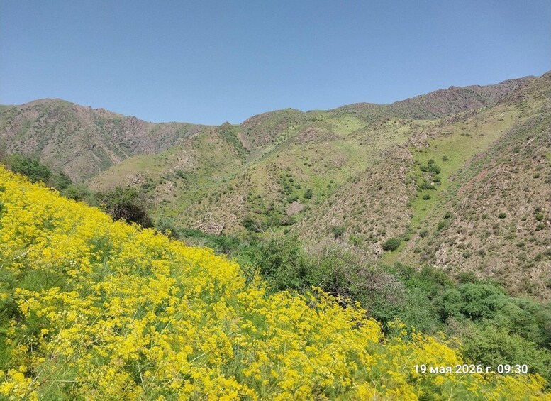 A mountainous landscape with yellow flowering plants in the foreground and green hills in the background. 5