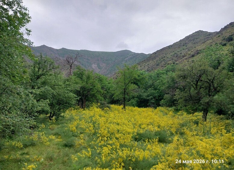 A mountainous landscape with dense green foliage and yellow flowering plants. 4