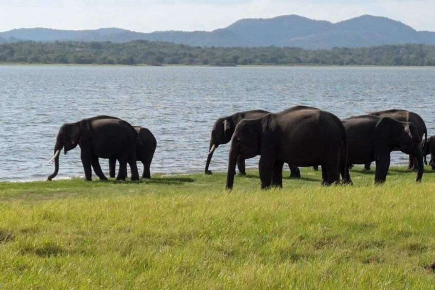 Sigiriya Rock Fortress & Dambulla Cave Temple Day Tour from Kandy 2