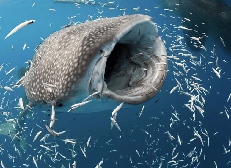 A whale shark with its mouth wide open, surrounded by numerous small fish swimming in the water. 1