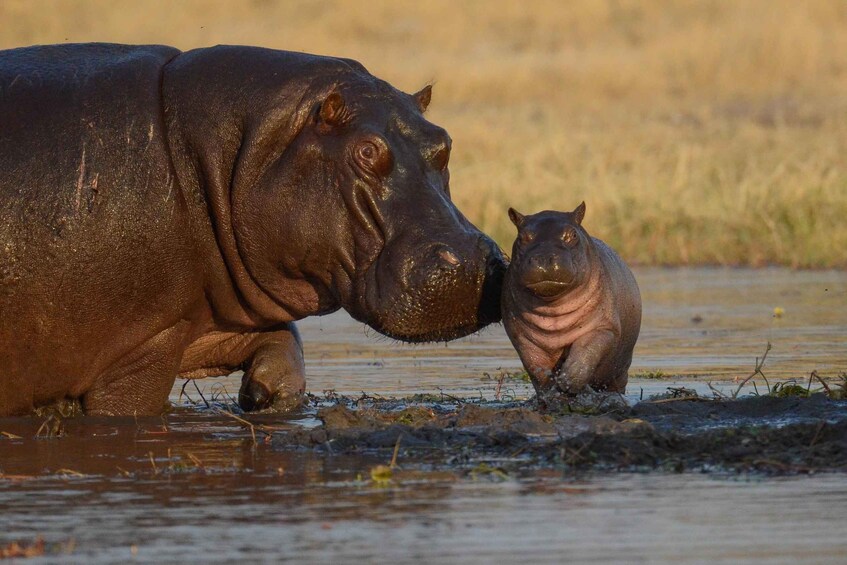 Picture 1 for Activity From Victoria Falls - Game Drive & Walking Safari in Hwange 3