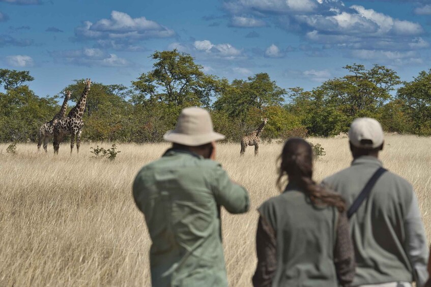 From Victoria Falls - Game Drive & Walking Safari in Hwange 1